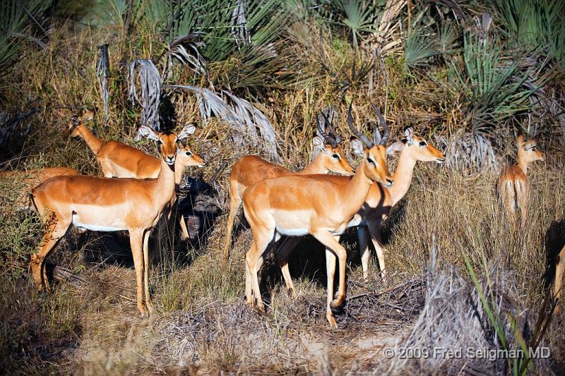 20090615_082653 D3 X1.jpg - Springbok (Gazelle)